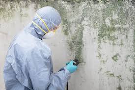 Best Attic Mold Removal  in Brentwood, TN